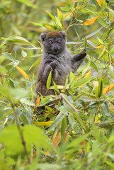 Eastern Lesser Bamboo Lemur - Hapalemur griseus, Madagascar rain forest. Madagascar endemite. Cute primate. Bamboo.