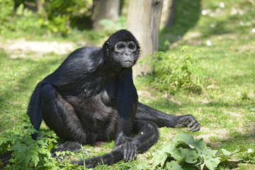 Black-headed spider monkey (Ateles fusciceps) seated on grass