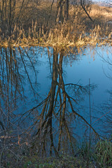 The bare trees on a winter day are reflected in the waters of the lake.