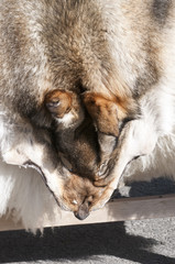 Close up fluffy hair skin of dog. Animal skin concept and background.