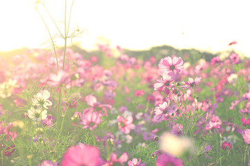 Cosmos flower garden is pink.