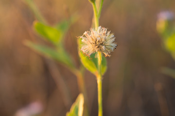 grass flower