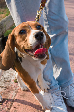 Bigol dog puppy walking with his owner