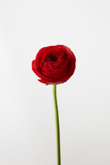 red ranunculus flower on a white background