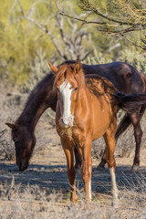 Obraz na płótnie Canvas Wild Horse Eating in the Arizona Desert