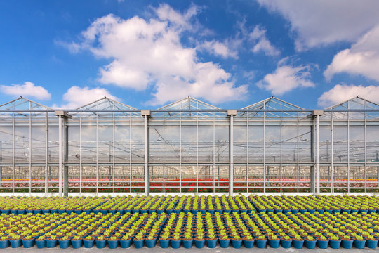 Dutch greenhouse with blue plant pots in front