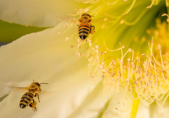Nature photography