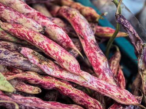 fagioli borlotti, Bohnen