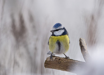 Blaumeise 2