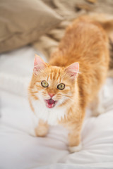red tabby cat mewing in bed at home