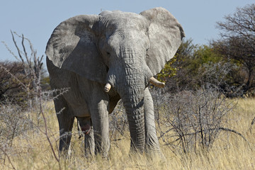 Elefant (Loxodonta africana) im Etosha Nationalpark (Namibia)