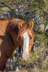 Wild Horse Eating in the Arizona Desert