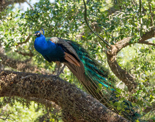 Fototapeta premium Nature Photography