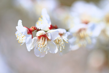 Japanese Apricot (Plum Blossom) in Minabe Town Wakayama Prefecture. The flowers just started blooming with buds, under a light and soft pink color background, is one of early Spring features in Japan.