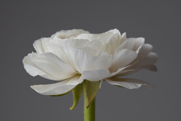 Fototapeta premium beautiful white ranunculus on a gray background