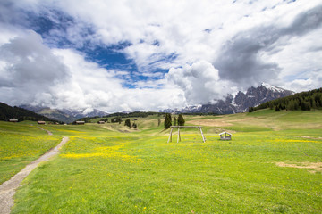Blooming dandelions field in Alps