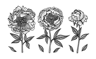 Hand-drawing peonies. Vector graphic flowers. Design elements for invitations, wedding greeting cards, wrapping paper, cosmetic or food products