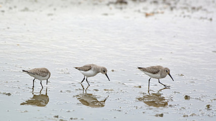 Dunlin (Calidris alpina)