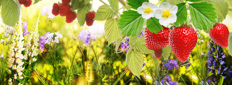 garden strawberry and raspberry