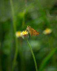 Butterfly on flowering grass,nature background.