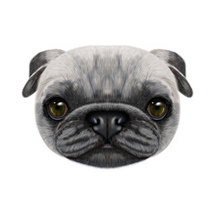 Illustrated face of Pug Dog.
