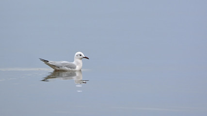 Slender-billed gull (Chroicocephalus genei)