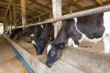 Cows on a farm and herd of cows eating hay in cowshed on dairy farm