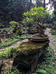 Bonsai tree park