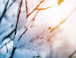 Detail of tree branch covered with snow.