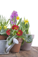 hyacinth, primrose and daffodils in flowerpots on a plank  
