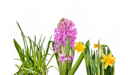 hyacinth and daffodils blooming on white background 