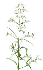 andrographis paniculata isolated on white background