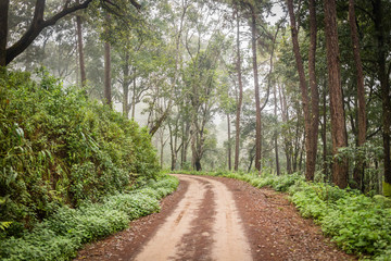 Fototapeta premium A dirt road path in a middle of the rainforest in Chiang mai, thailand