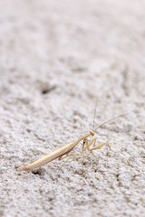 Primer plano de una mantis religiosa marrón