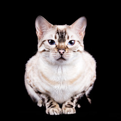 Snow Bengal Katze mit blauen Augen - sehr selten