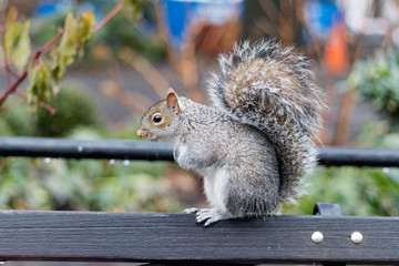 squirrel playing around
