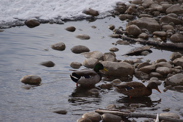Mallard Ducks on Rocks and in Water