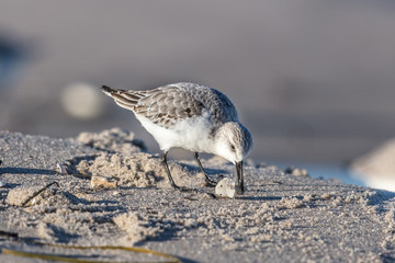 alpenstrandläufer