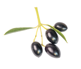 olives leaf isolated ripe greece for food backgroud