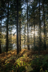 Fototapeta premium Sunlight through trees at Broomhead Reservoir, Peak District, UK