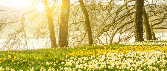 Frühlingsblumen