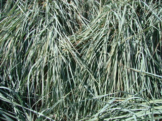 Green grass. natural background texture. fresh spring green grass.