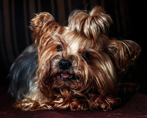 beautiful Jokšīras dog plays and shows red tongue