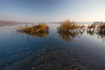 Some shrubs grown by the lake.