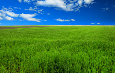 green wheat field