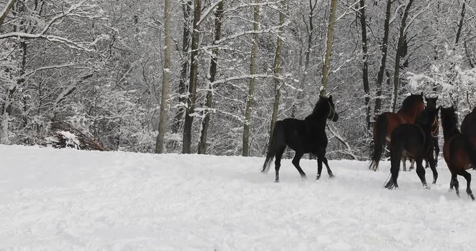 Horses are running on the snowy meadow in cold winter