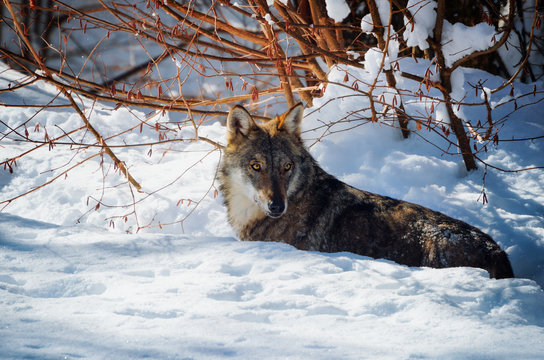 Young italian wolf (canis lupus italicus) in wildlife centre "Uomini e lupi" of Entracque, Maritime Alps Park (Piedmont, Italy), standing on a snow path