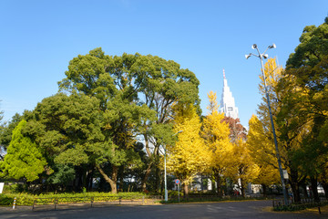 Naklejka premium Ginkgo tree in front of Meiji Jingu Shrine in autumn season with sunshine blue sky background. Ginkgo tree is a Yellow Ginkgo leaves. tokyo , japan