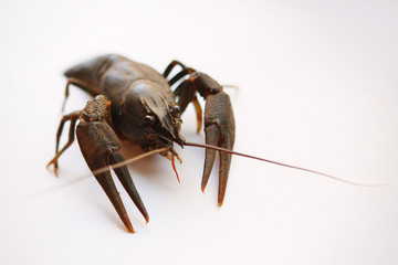 Crayfish on a white background