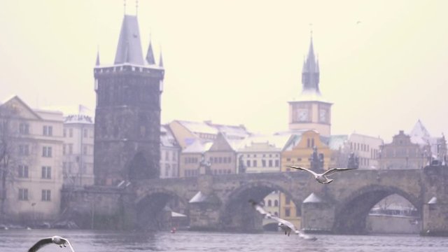 A gulls flying in wintry Prague. Snow faling day in slow motion